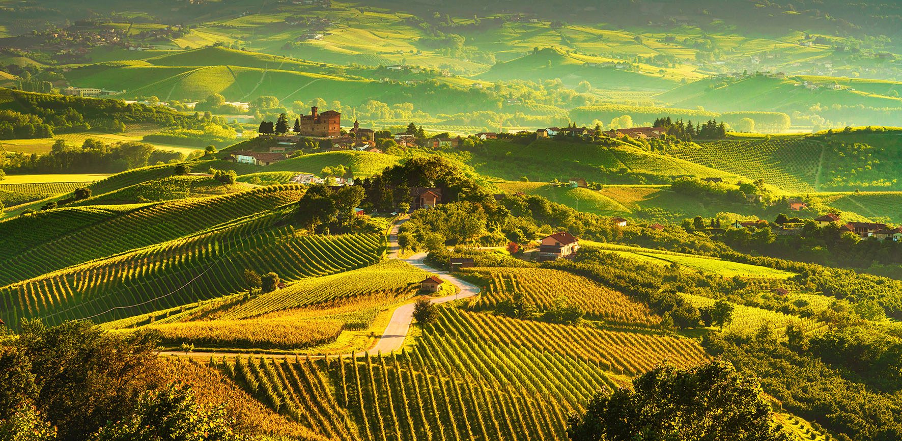 Colline delle Langhe con i filari dei vigneti illuminati dal sole